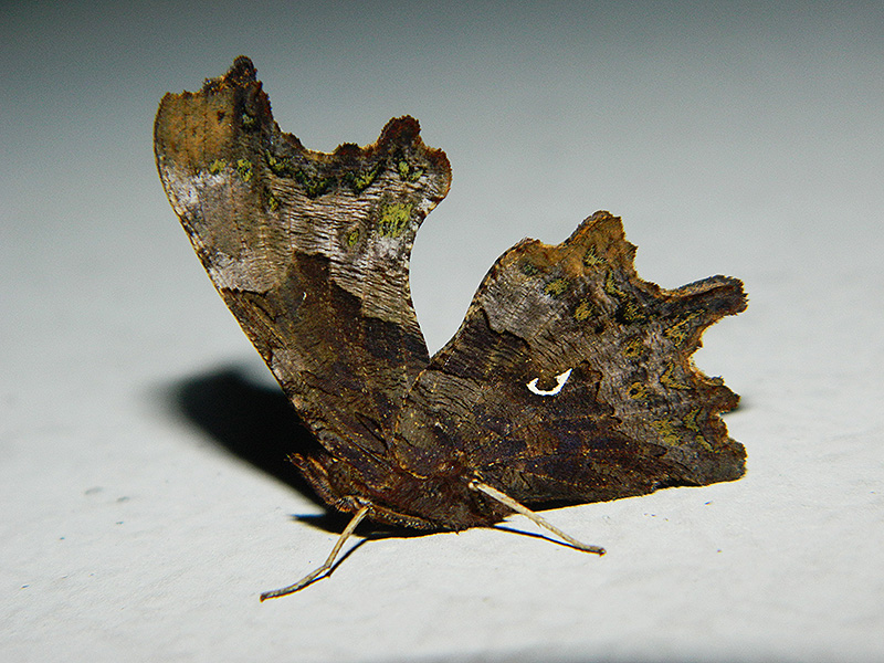 Polygonia c-album, Nymphalidae